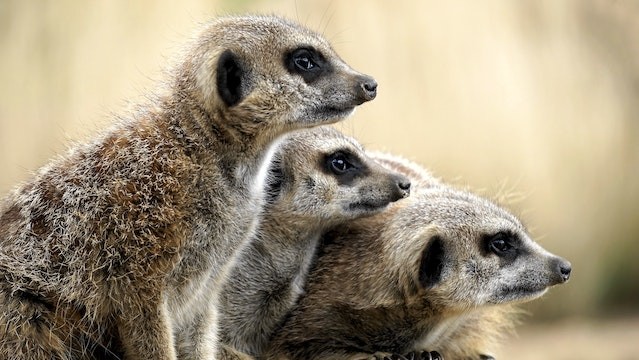 5 Meerkats at Philadelphia Zoo Dead; Officials Suspect They Consume Toxic Substance From Animal Dye