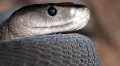 2 Male Black Mambas Engage in Vicious Brawl to Win a Female Mate; What Is Snake's Combat Dance?
