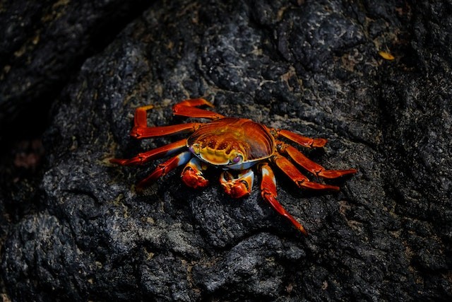 Crabs Have Evolved at Least 5 Times in 250 Million Years; Crabbiness Lost in Repeated Evolution
