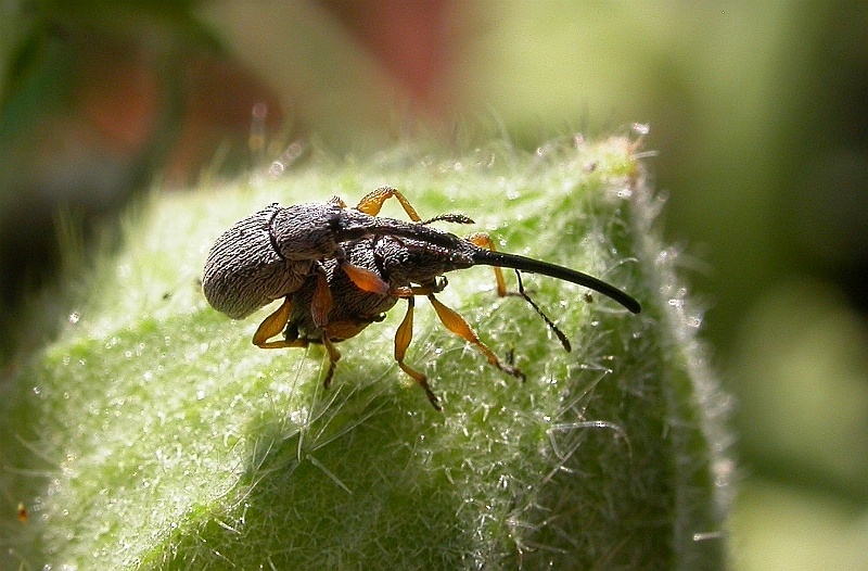 New Weevil Species With Elongated Scales, Unique Coloration Discovered ...