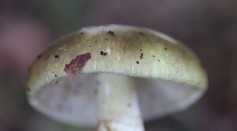 Teenager From Chile Died Due to Acute Liver Failure After Consuming Wild Mushroom