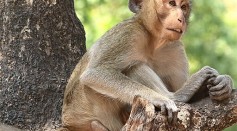 Sadistic Monkey Torture Exposed: BBC Uncovers the Global Network that Abuses Animals for Money