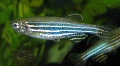 Female Zebra Fish Can Control Which Sperm Fertilizes Their Eggs to Produce the Best Offspring [Study]