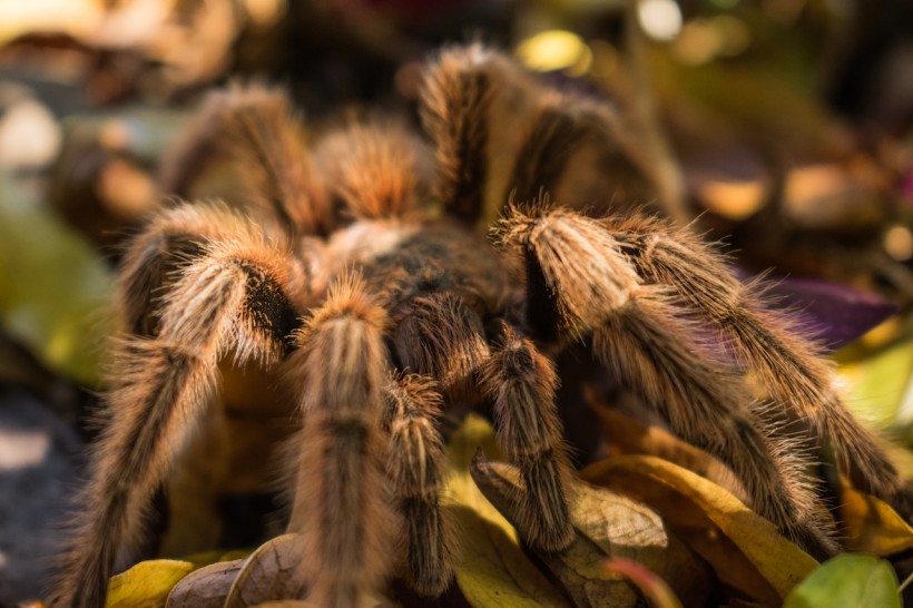 Tarantula Research Receives Government Funding, Investigates the Potential of Spider Venom in Treating Motor Neuron Disease 
