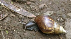 Giant African Land Snails Pose Danger To Health And Environment