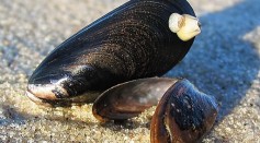 Mussel Shells Show Resistance Against Fatigue, Hold the Key to Smash-Proof Smartphones