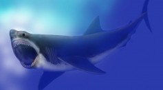 Megalodon's Warm-Bloodedness Might Have Contributed to Its Extinction, Tooth Analysis Revealed 