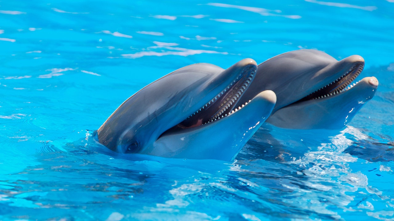 Dolphin moms use 'baby talk' with their newborns, research shows