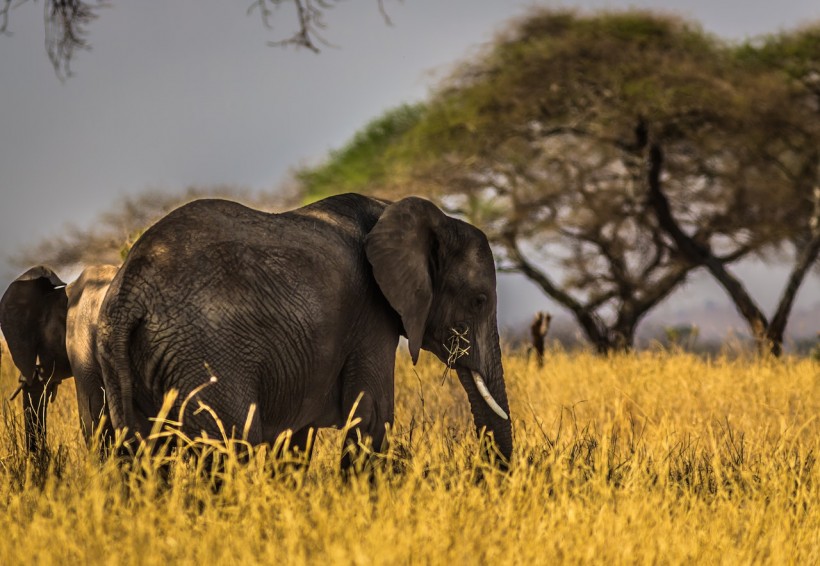 Elephants Evolved to Develop Anti-Cancer Genes; The Secret Could be Found in Their Hot Testicles