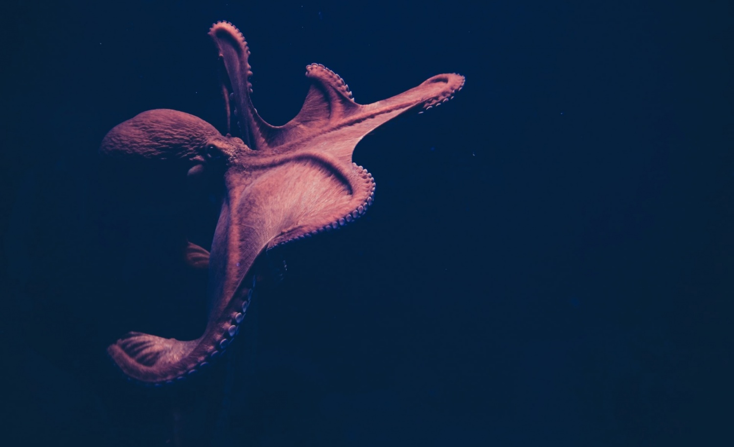 Octopuses Could Be Capable of Dreaming and Experience REM Sleep ...