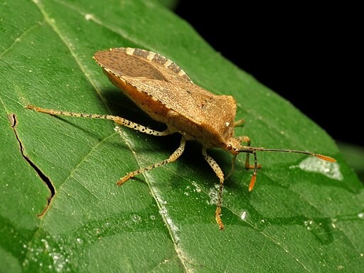 Squash Bugs Nymph Seek Out Adults’ Poop Looking for Essential Microbe Needed for Its Survival