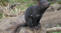  Tasmanian Devils Suffering from Cancer To Receive COVID-Inspired Jabs as the Vaccine was Approved for Testing