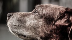 Dog Dementia: Understanding Canine Cognitive Dysfunction and Its Symptoms