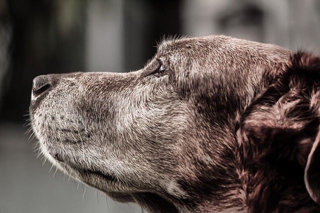 Dog Dementia: Understanding Canine Cognitive Dysfunction and Its Symptoms