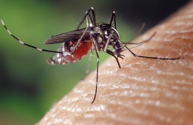 Mosquito Season Underway: Here are Effective Measures for Shielding Oneself from These Summer Pests