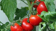 Is Tomato a Fruit or Vegetable? Unraveling the Botanical and Culinary Conundrum