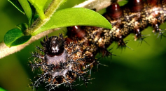 Unveiling the Enigma: How Caterpillars Transcend Poisonous Plants to Emerge as Bewitching Butterflies