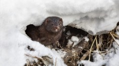 American Mink Regains Ancestral Brain Size Upon Escaping Captivity