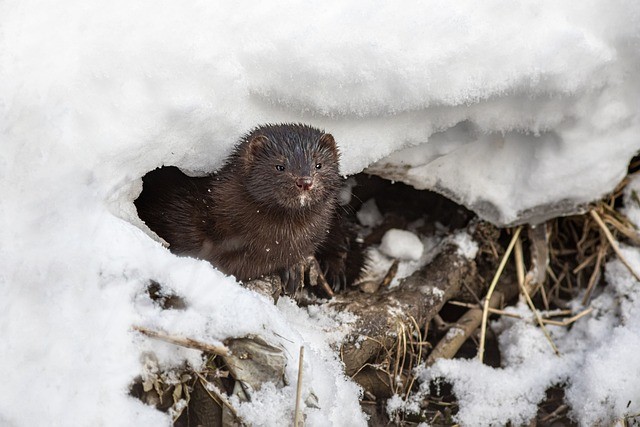 American Mink Regains Ancestral Brain Size Upon Escaping Captivity