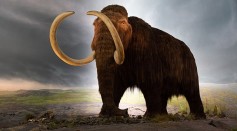 Belgian Company Paleo Wants to Make Woolly Mammoth Burgers From Extinct Animals' DNA