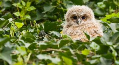 Baby Owl Sleeping: Why Owlets Sleep in Their Tummy?