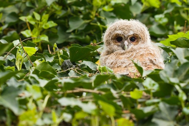 Baby Owl Sleeping: Why Owlets Sleep in Their Tummy?