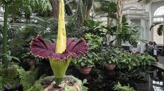 Rare Corpse Plant With Unpredictable Display is Blooming in the U.S., Releasing Stinky Smell in Californian Gardens