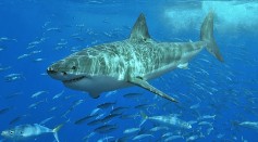Great White Sharks Heading to Ireland, Cornwall in Search for Food, Experts Warn