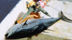 117-Kilogram Bluefin Tuna Bigger Than 11-Year-Old Boy Captured After Over an Hour of Hauling; How Big Can These Fish Get?