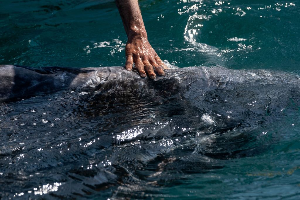 Gray Whale Seeks Assistance from Whale-Watching Captain in Mexico,  Unveiling a Fascinating Interaction Between Animals and Humans | Science  Times