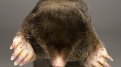 Do Moles Have Eyes? Can They See or Are They Blind?