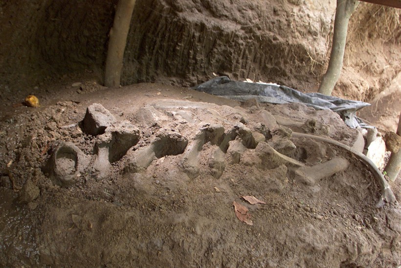 Paleontologists Excavate Pre-Historic Salvadoran Site