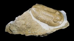 Extinct Marine Arthropods Trilobite Had Hard Crystal Eyes; Fossilized Lenses Reveal They Were Made of Calcite