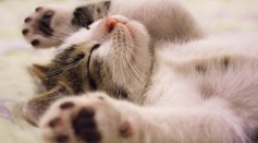 Average Cat Lifespan Indoors: Signs Your Feline Friend Will Live Long Life