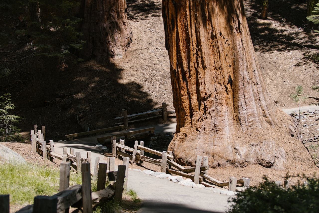 Top 5 Ancient Giant Trees That Still Exist Science Times