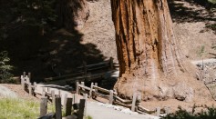  Top 5 Ancient Giant Trees That Still Exist