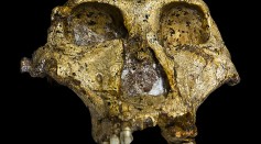 DNA Analysis of 2-million-year-old Fossilized Teeth Reveals Distant Cousin of Hominids