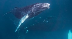 Fisherman Swims 15 Hours to Shore While 2 Crew Mates Drowned After Suspected Whale Strike; Are Humpbacks Aggressive?