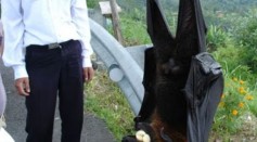 Human-Sized Bats From the Philippines: Viral Photo Is Real [See Image] KW:human sized bat, human sized bats