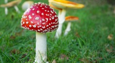 Red and White Mushroom Identification: How Toxic is Fly Agaric Fungus?