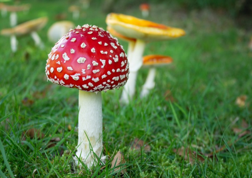 Red and White Mushroom Identification: How Toxic is Fly Agaric Fungus?