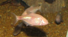 Blind Fish Retain Light-Sensing Abilities in Mexican Cave System, Challenging Circadian Rhythm Understanding