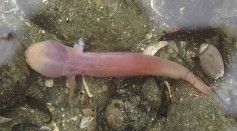 Strange Bright Pink Worm-Like Sea Creature Washed Up on Aussie Beach; What Is It?