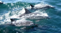 Dolphins Attacking Humans on Japan Beach; Why Do These Marine Mammals Become Aggressive?