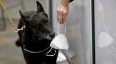 Miami International Airport Tests Use Of Covid-19 Detecting Dogs