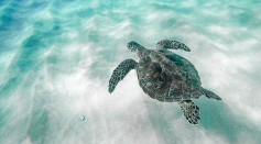 Sea Turtles Love Tradition; Reptiles Visit Same Seagrass Meadows They Grazed 3,000 Years Ago [Study]