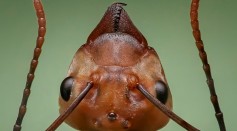 Why Are Ant Bites So Painful? Unveiling the Fascinating Behaviors of Its Crafty Jaws and Stingers