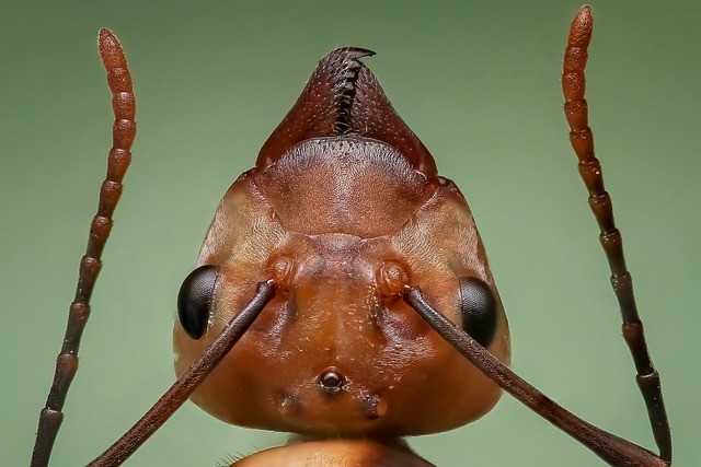 Why Are Ant Bites So Painful? Unveiling the Fascinating Behaviors of Its Crafty Jaws and Stingers