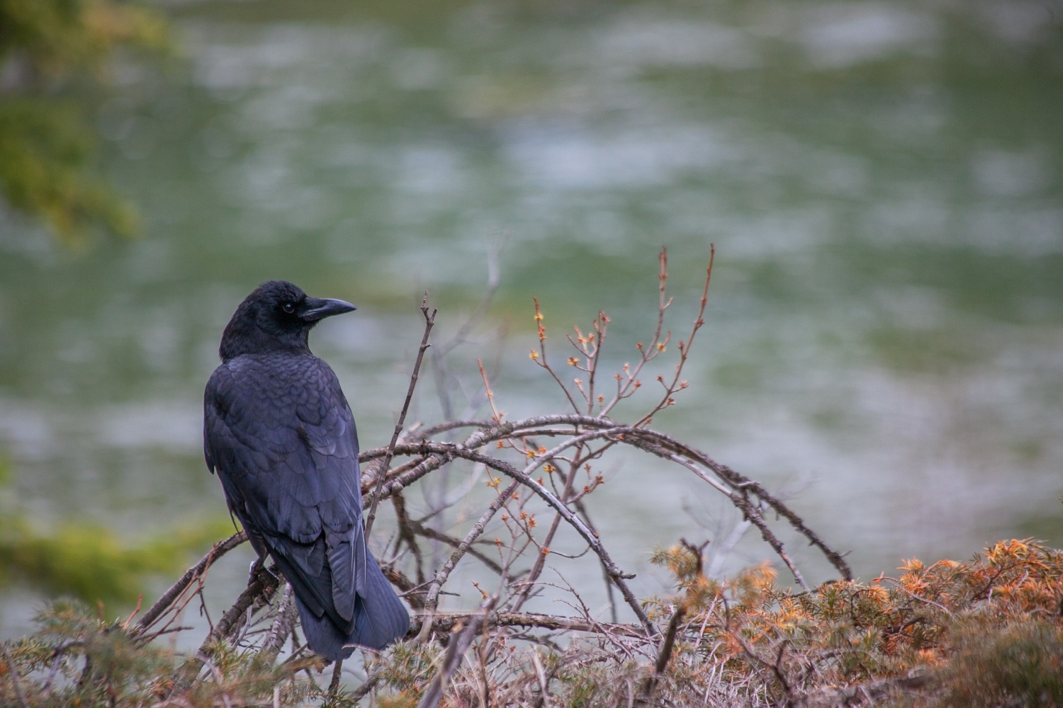 Do Crows Migrate? Investigating How These Birds Escape Winter | Science ...