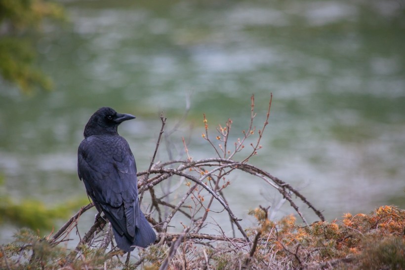 Do Crows Migrate? Investigating How These Birds Escape Winter